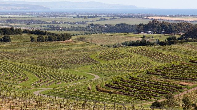 Vineyards in McLaren Vale wine region